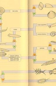 Monitoraggio torrente Diebra banner